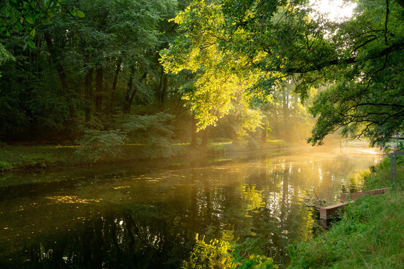 Sonnenstrahlen durch den Erlenbruchwald im Spreewald