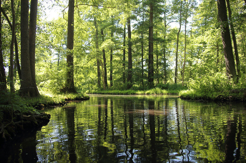 Weitläufige Wasserwege im Spreewald-Biosphärenreservat bei Lübben