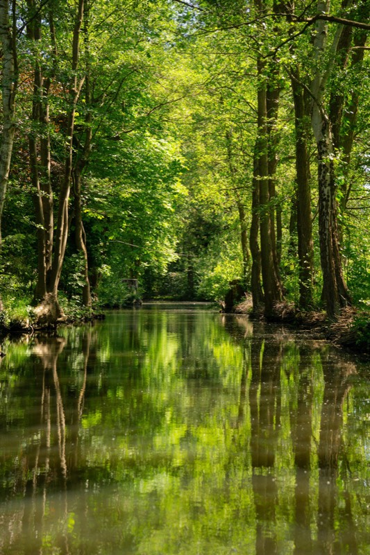 Kahnfahrt auf dem Hauptfließ im Spreewald bei Lübben